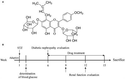 Icariin Prevents Extracellular Matrix Accumulation and Ameliorates Experimental Diabetic Kidney Disease by Inhibiting Oxidative Stress via GPER Mediated p62-Dependent Keap1 Degradation and Nrf2 Activation